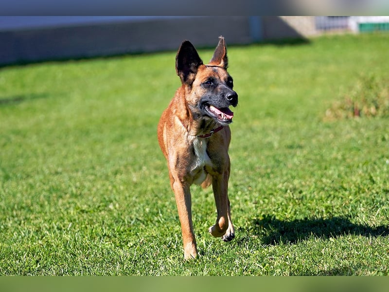Hündin, Lisa, ca. 4 Jahre, 55 cm, 25 kg, Malinois-Mix