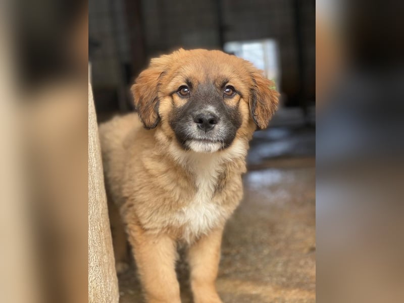 Mats, geb. ca. 12/2025, lebt in GRIECHENLAND, im städt. Tierheim Serres