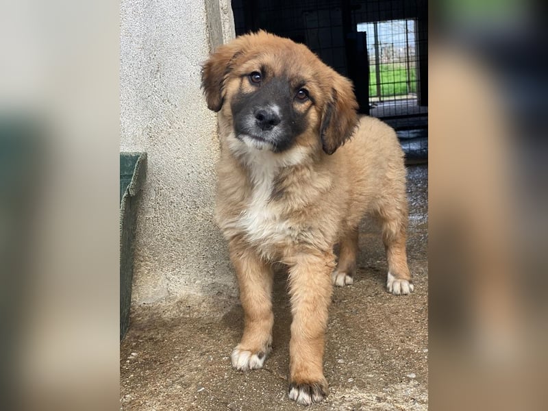 Mats, geb. ca. 12/2025, lebt in GRIECHENLAND, im städt. Tierheim Serres