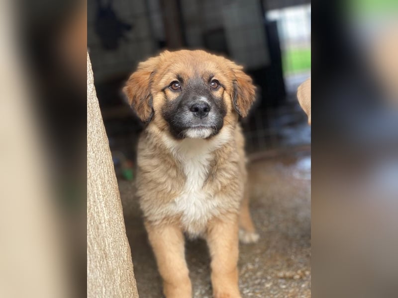 Mats, geb. ca. 12/2025, lebt in GRIECHENLAND, im städt. Tierheim Serres