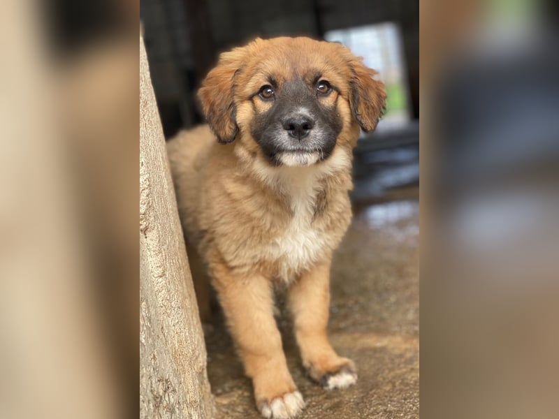 Mats, geb. ca. 12/2025, lebt in GRIECHENLAND, im städt. Tierheim Serres