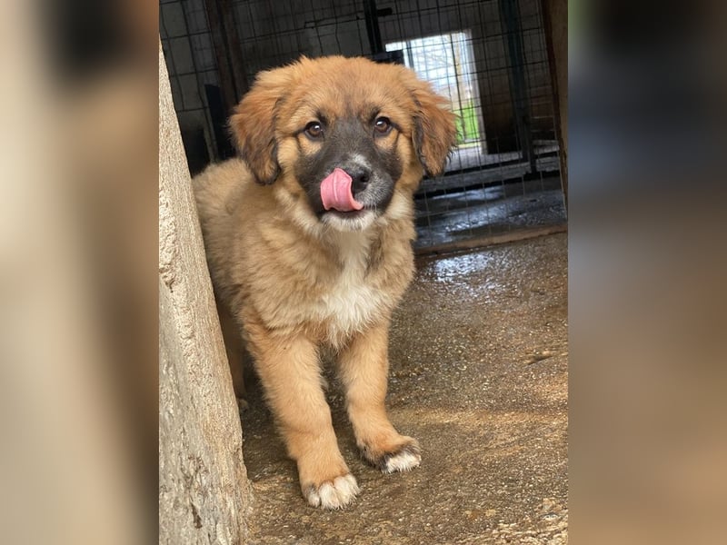 Mats, geb. ca. 12/2025, lebt in GRIECHENLAND, im städt. Tierheim Serres