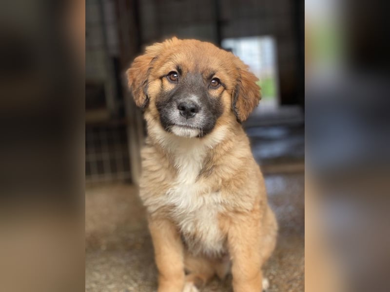 Mats, geb. ca. 12/2025, lebt in GRIECHENLAND, im städt. Tierheim Serres