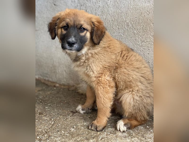 Mats, geb. ca. 12/2025, lebt in GRIECHENLAND, im städt. Tierheim Serres