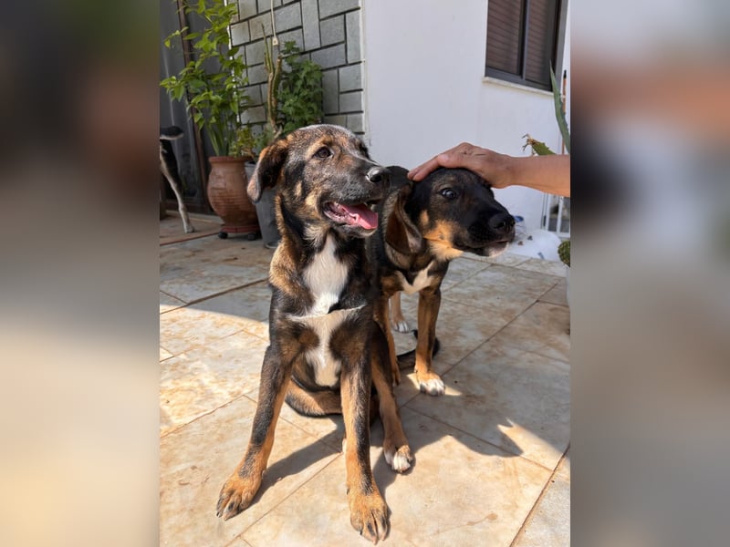 Frida sucht ihr Für-immer-Zuhause