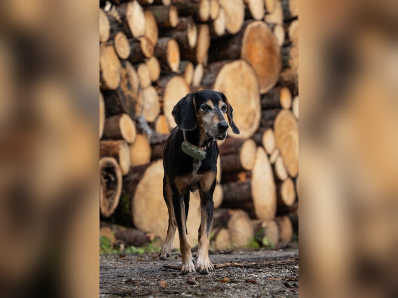 Rohny - in 86974 Apfeldorf