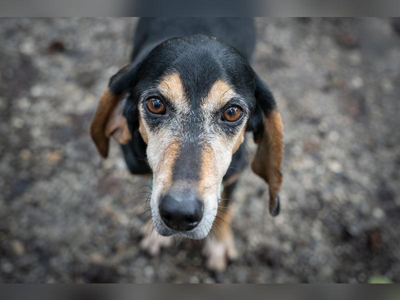 Rohny - in 86974 Apfeldorf