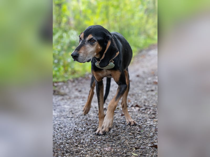 Rohny - in 86974 Apfeldorf