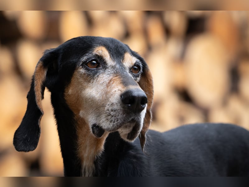 Rohny - in 86974 Apfeldorf