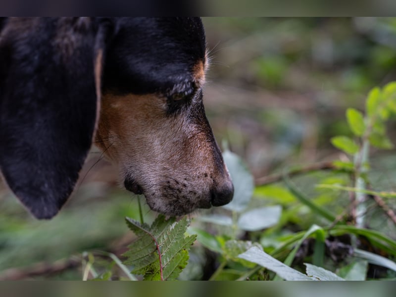 Rohny - in 86974 Apfeldorf