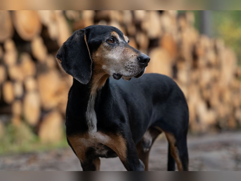 Rohny - in 86974 Apfeldorf