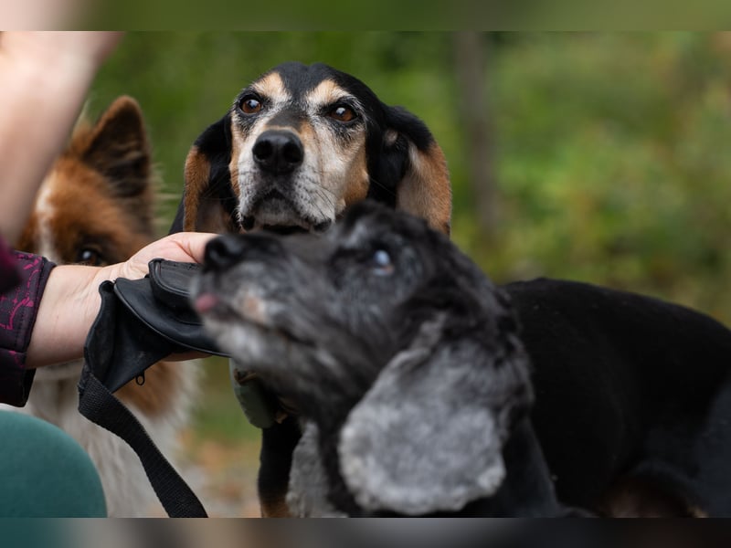 Rohny - in 86974 Apfeldorf