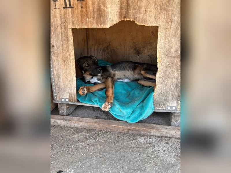 Frida sucht ihr Für-immer-Zuhause