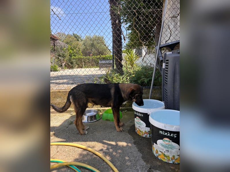Finn sucht sein Zuhause