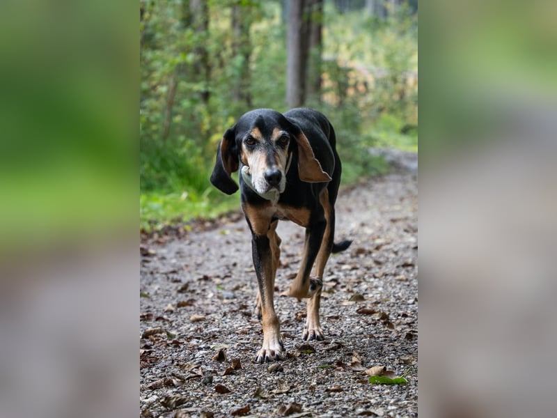 Rohny - in 86974 Apfeldorf