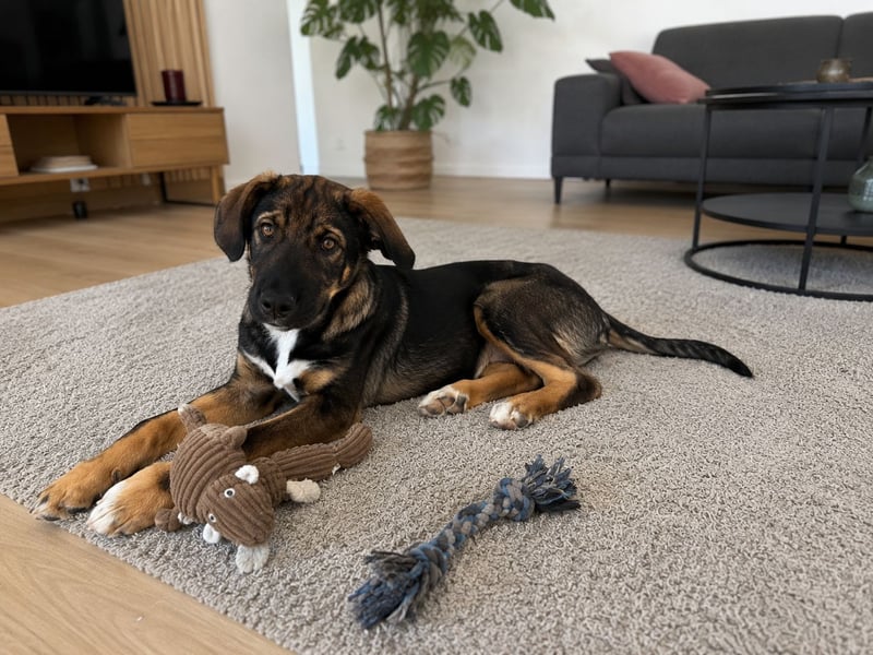 Finn sucht sein Zuhause