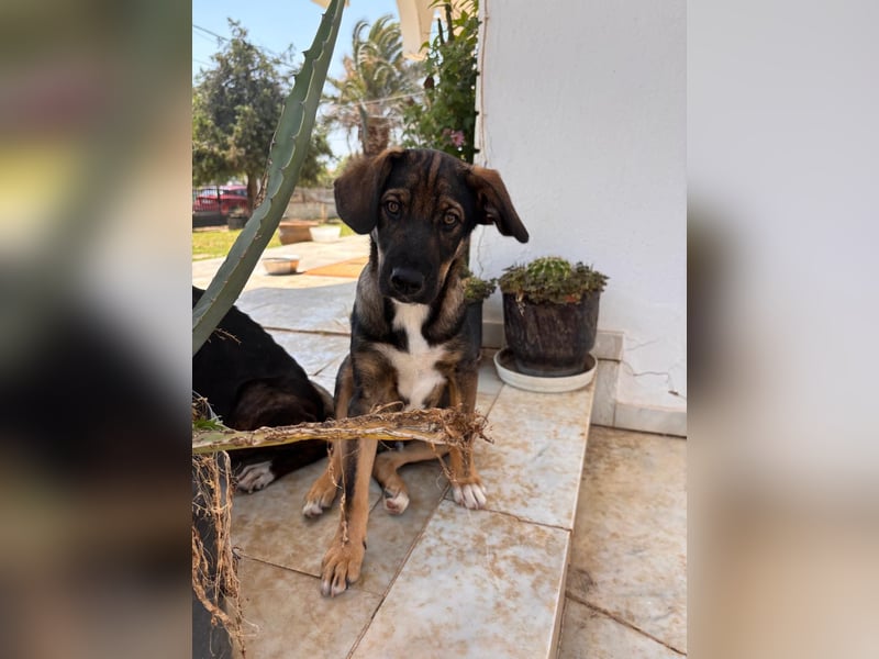 Finn sucht sein Zuhause