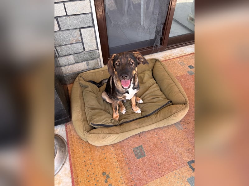Frida sucht ihr Für-immer-Zuhause