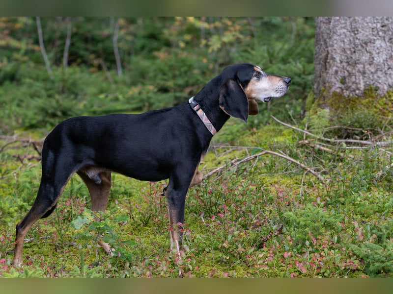 Rohny - in 86974 Apfeldorf