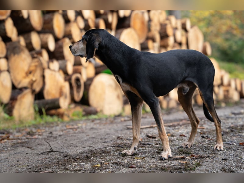 Rohny - in 86974 Apfeldorf