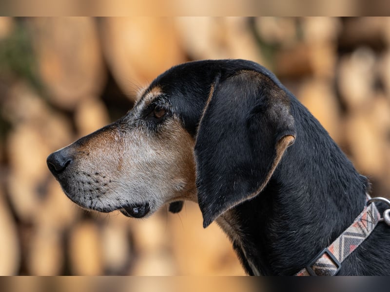 Rohny - in 86974 Apfeldorf