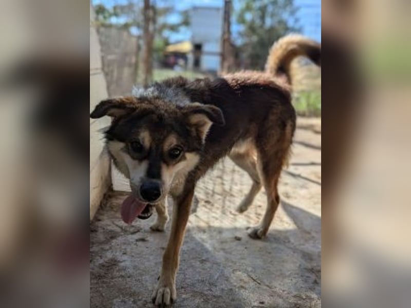 Kyros - ein Herz auf 4 Pfoten