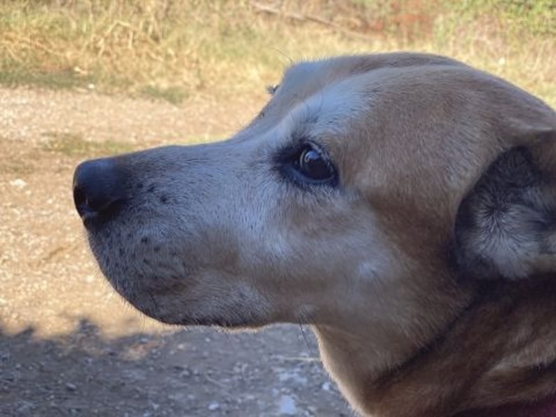 Nala - liebe sanfte Hündin