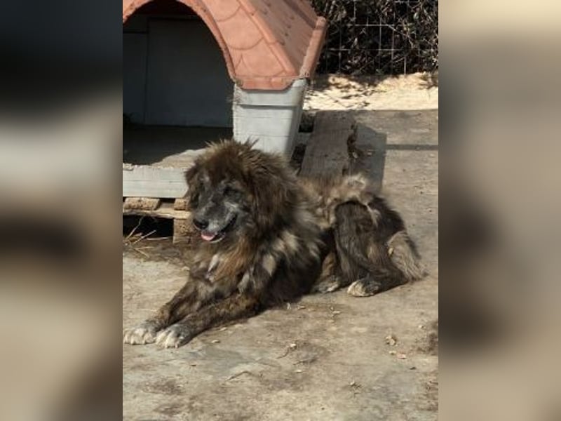 freundlicher Jovan wartet in 28857 Syke