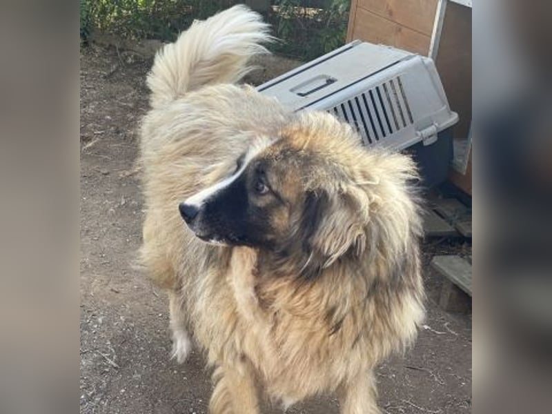 Panagos sucht Zuhause mit Arbeitsauftrag