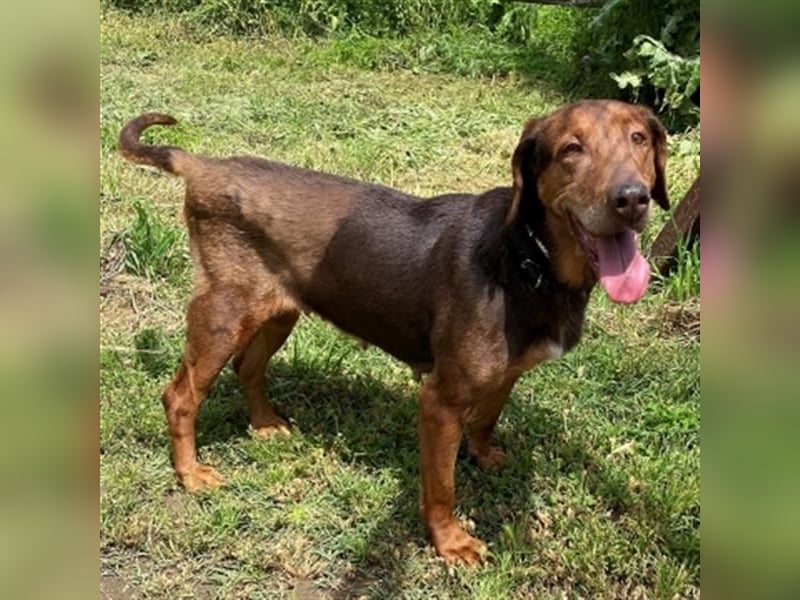 Sanfte Lizoula - Herzenshund mit trauriger Vergangenheit sucht warmes Plätzchen