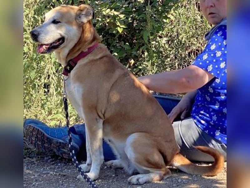 Nala - liebe sanfte Hündin