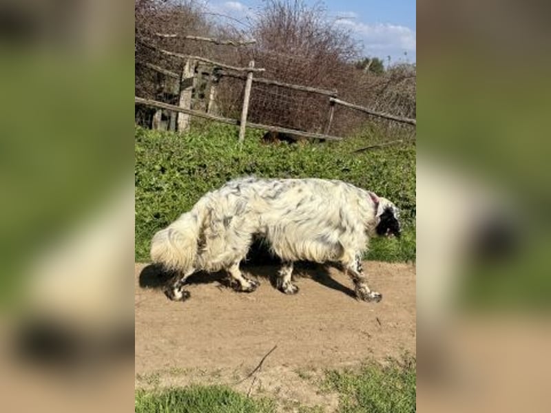 Matteo - feiner junger Setter-Mix