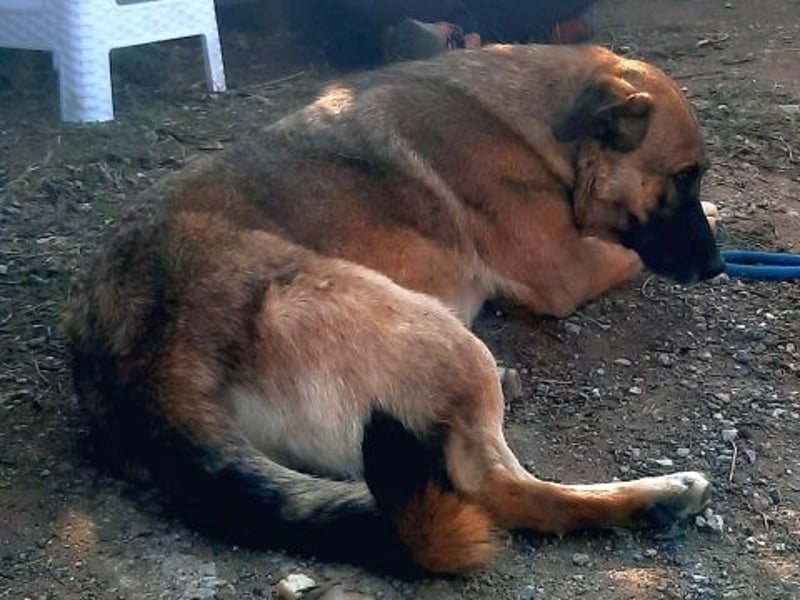 Freundliche Kyra sucht ihr Glück