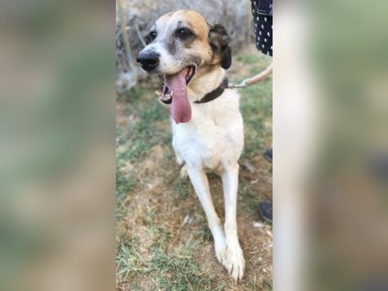 Freundliche Ira sucht Seniorenplatz