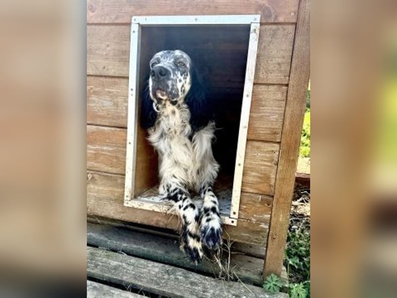 Matteo - feiner junger Setter-Mix