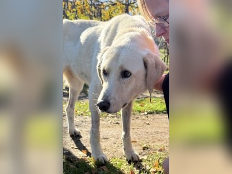 Freundlicher Manthos auf Familiensuche