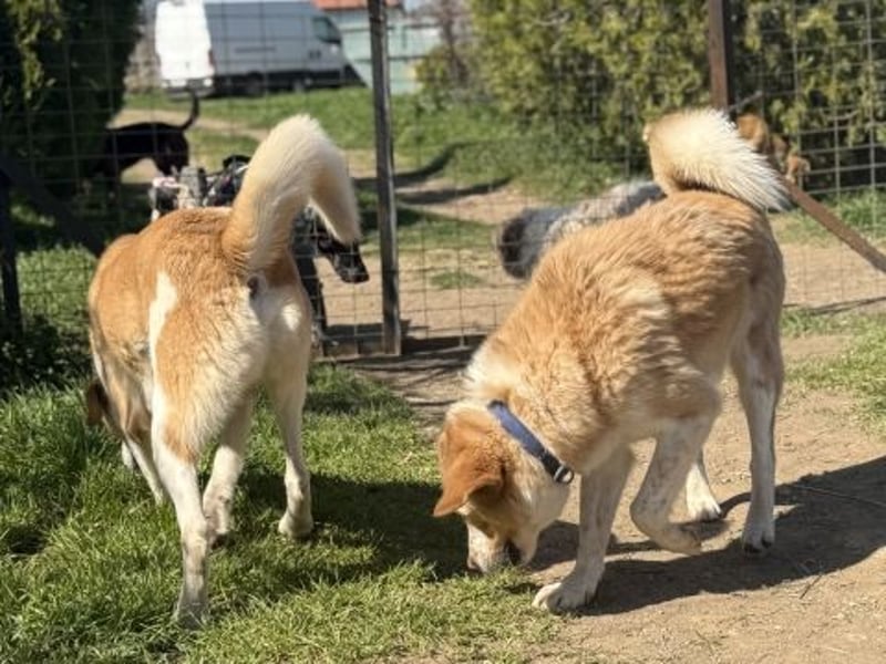 Freundlicher Frankie sucht seine Familie