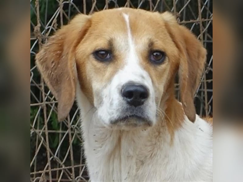 Freundlicher Lony - auf der Suche nach seinem Zuhause