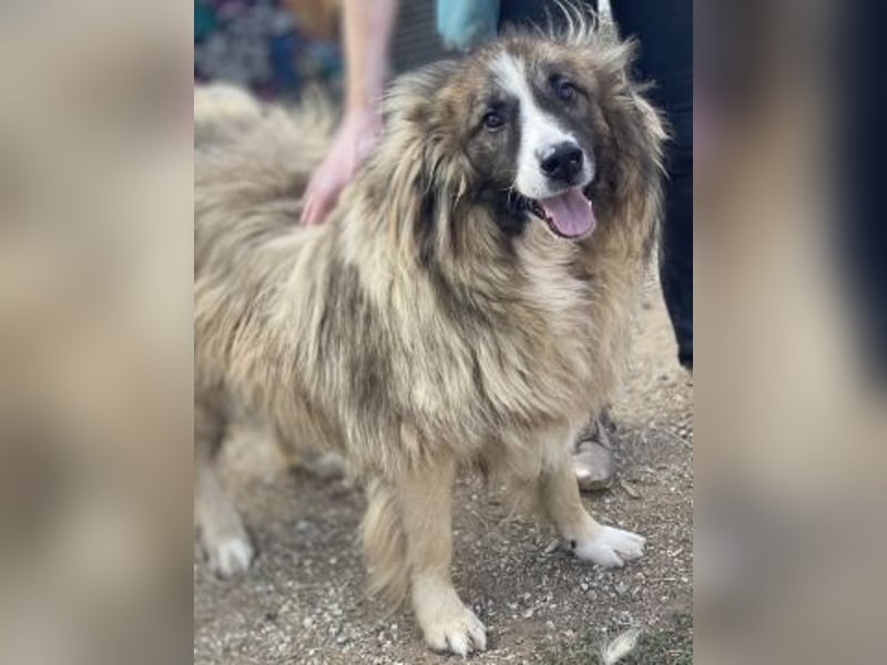 Panagos sucht Zuhause mit Arbeitsauftrag