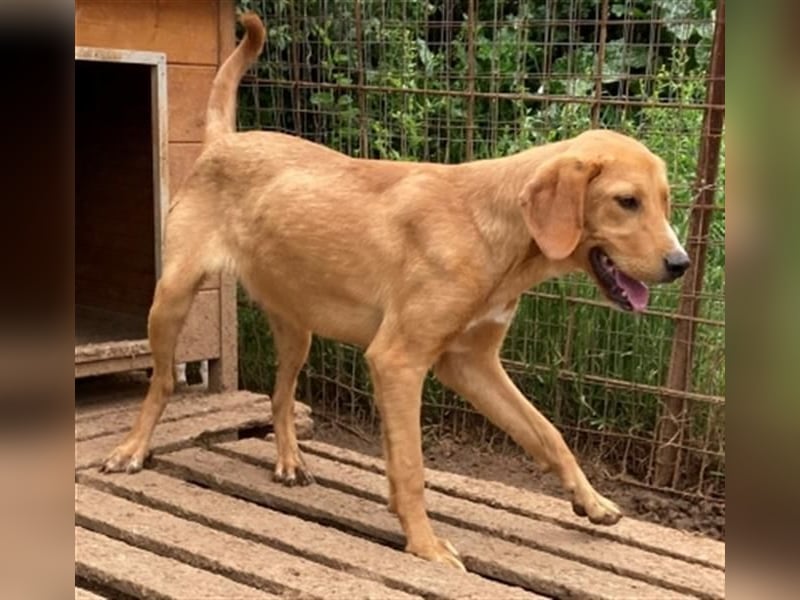 Herzensbrecher Loki sucht Familienanschluss