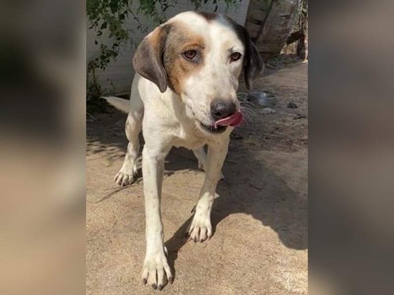 Alaska - ruhiges, verträgliches Hundemädchen