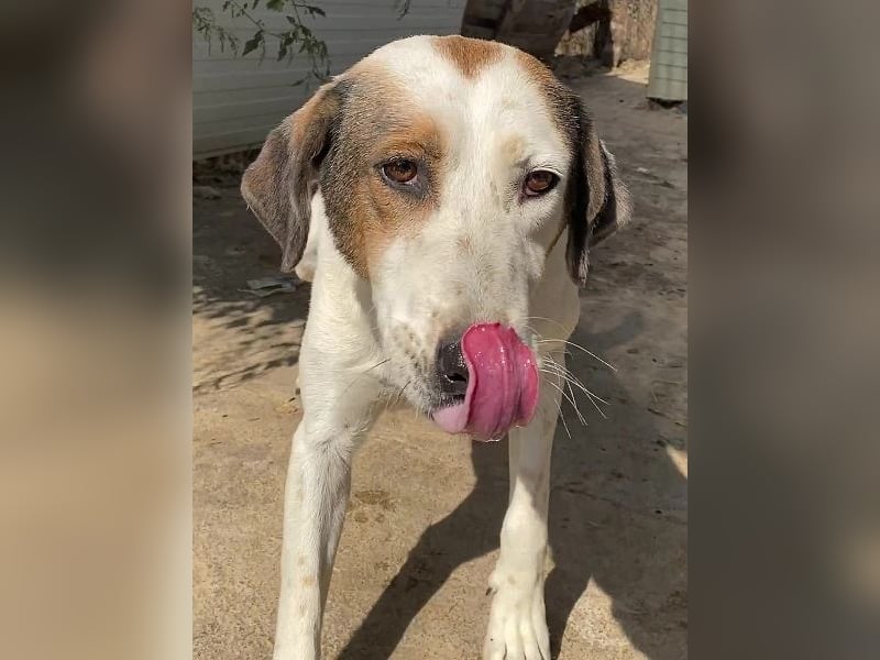 Alaska - ruhiges, verträgliches Hundemädchen