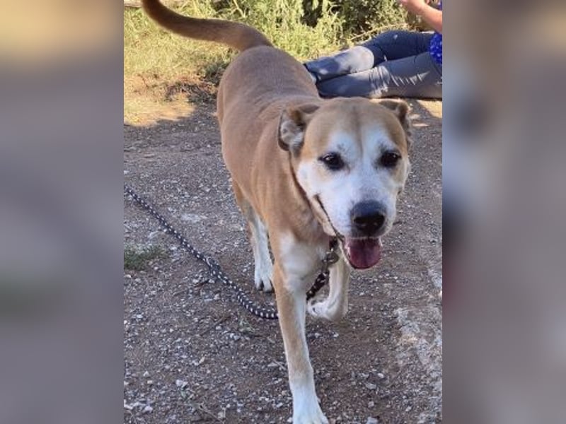 Nala - liebe sanfte Hündin