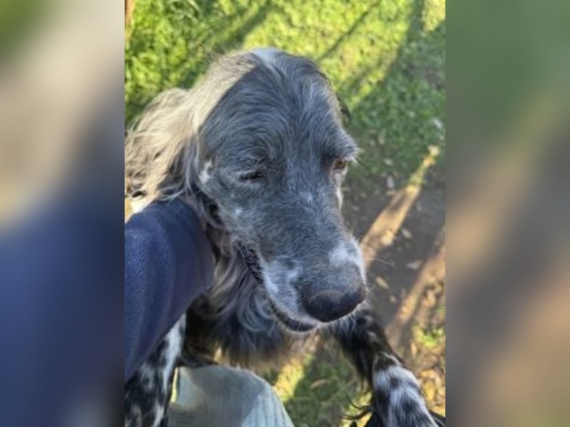 Ernesto - freundlicher Setter sucht sicheres Zuhause