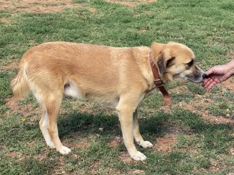 Sanfter Milo sucht ein liebevolles Zuhause für immer ❤️