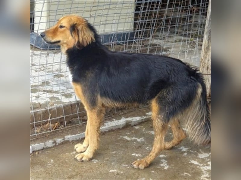 Foureira - bezauberndes Hundemädchen sucht ihre Familie