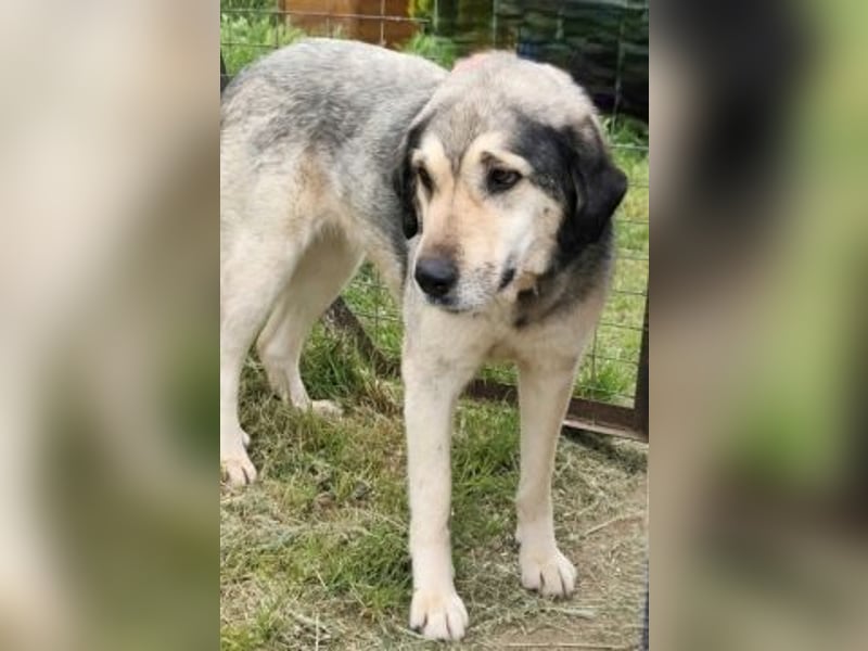 Herzenshund Martina sucht Ihre Menschen