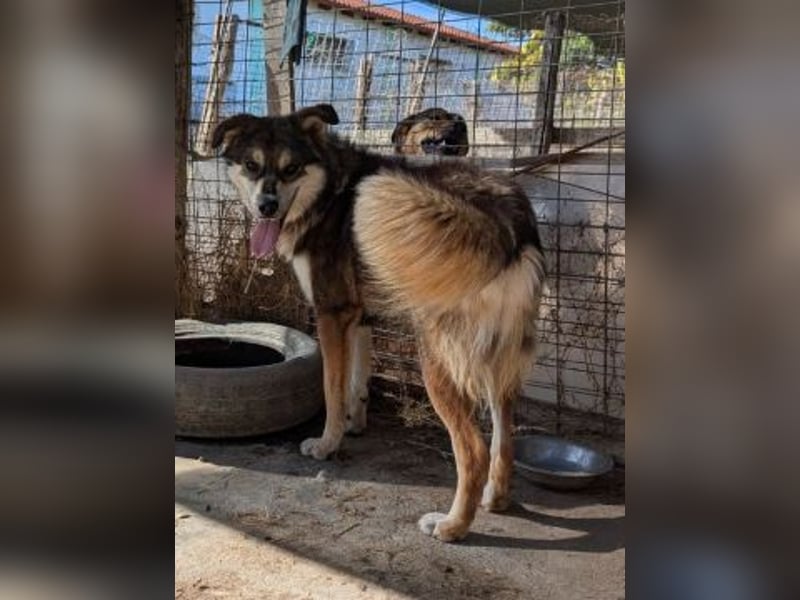 Kyros - ein Herz auf 4 Pfoten