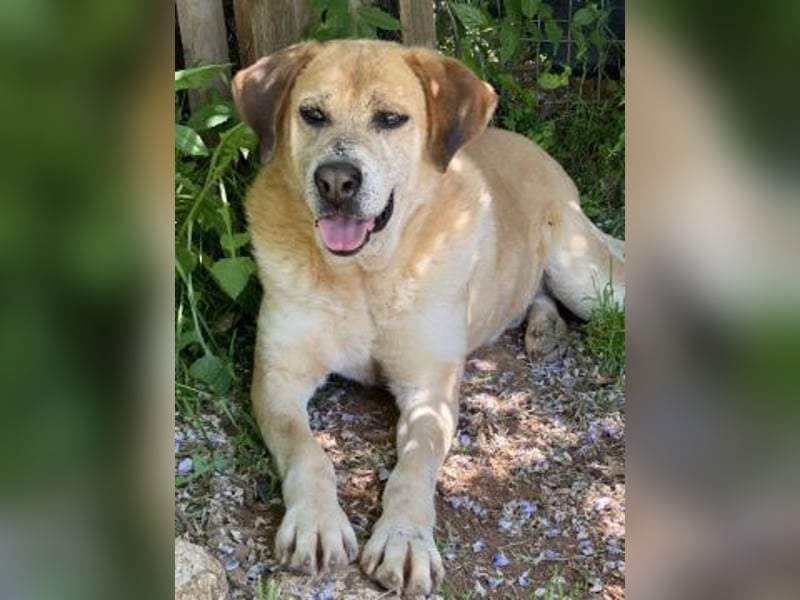 Freundlicher Kleon sucht einen warmen Seniorenplatz