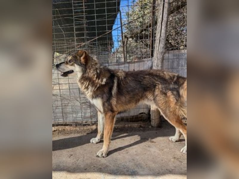 Kyros - ein Herz auf 4 Pfoten